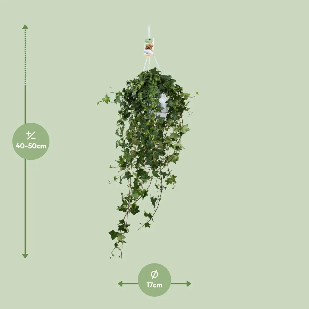 Efeu 'Pitsburg' (Hedera helix) – winterharte Kletterpflanze, Topf-Ø 17 cm