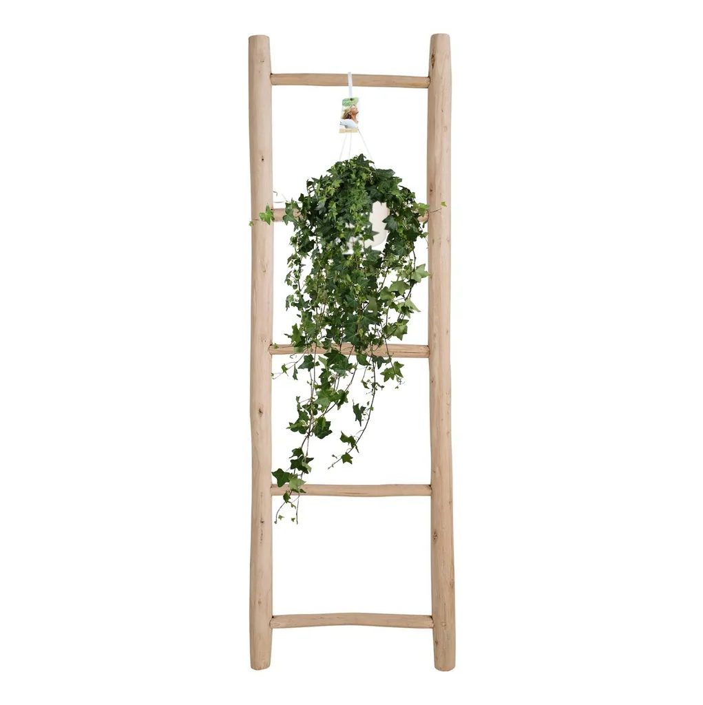 Efeu 'Pitsburg' (Hedera helix) – winterharte Kletterpflanze, Topf-Ø 17 cm