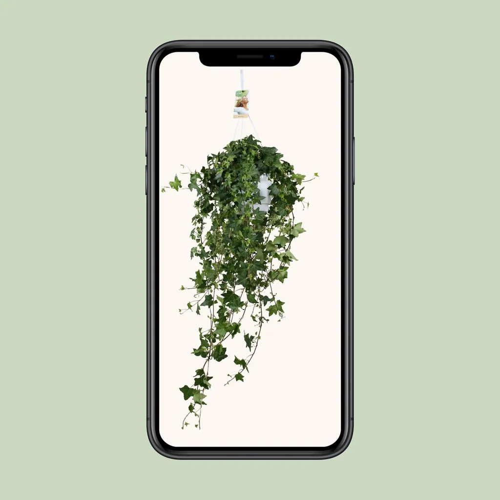 Efeu 'Pitsburg' (Hedera helix) – winterharte Kletterpflanze, Topf-Ø 17 cm