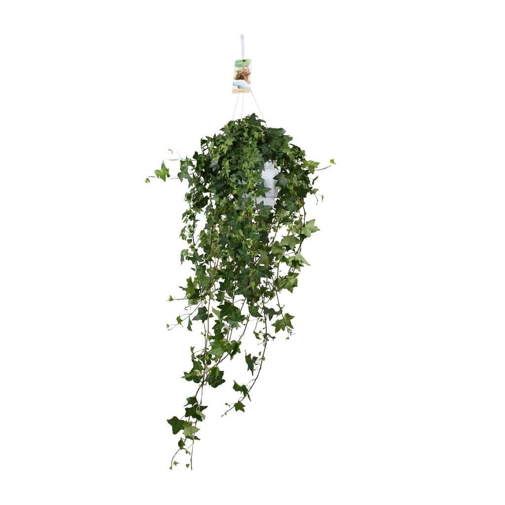 Efeu 'Pitsburg' (Hedera helix) – winterharte Kletterpflanze, Topf-Ø 17 cm