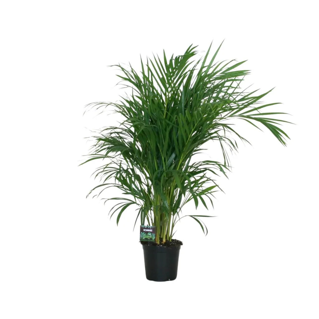 Goldfruchtpalme (Dypsis lutescens) – pflegeleichte Zimmerpflanze, Topf-Ø 19 cm, Höhe ca. 100 cm