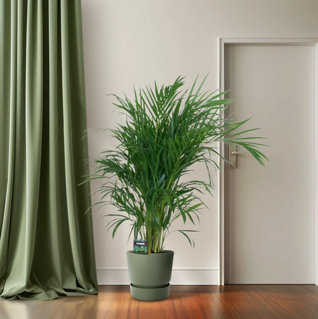 Goldfruchtpalme (Dypsis lutescens) – pflegeleichte Zimmerpflanze, Topf-Ø 19 cm, Höhe ca. 100 cm