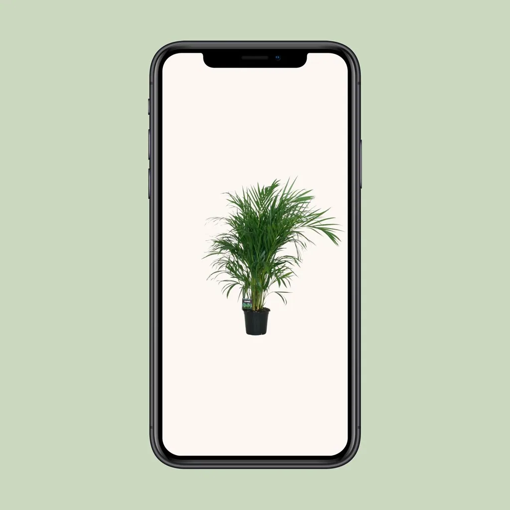 Goldfruchtpalme (Dypsis lutescens) – pflegeleichte Zimmerpflanze, Topf-Ø 19 cm, Höhe ca. 100 cm