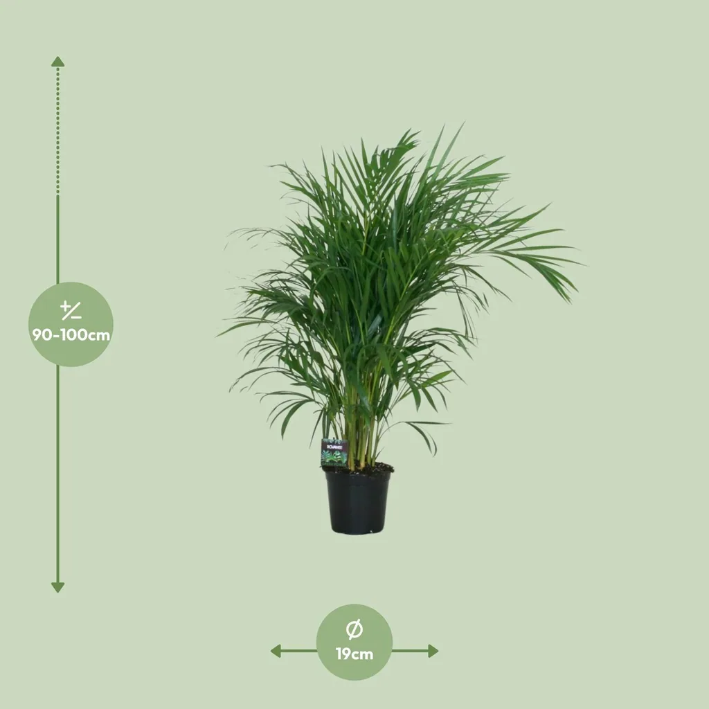 Goldfruchtpalme (Dypsis lutescens) – pflegeleichte Zimmerpflanze, Topf-Ø 19 cm, Höhe ca. 100 cm