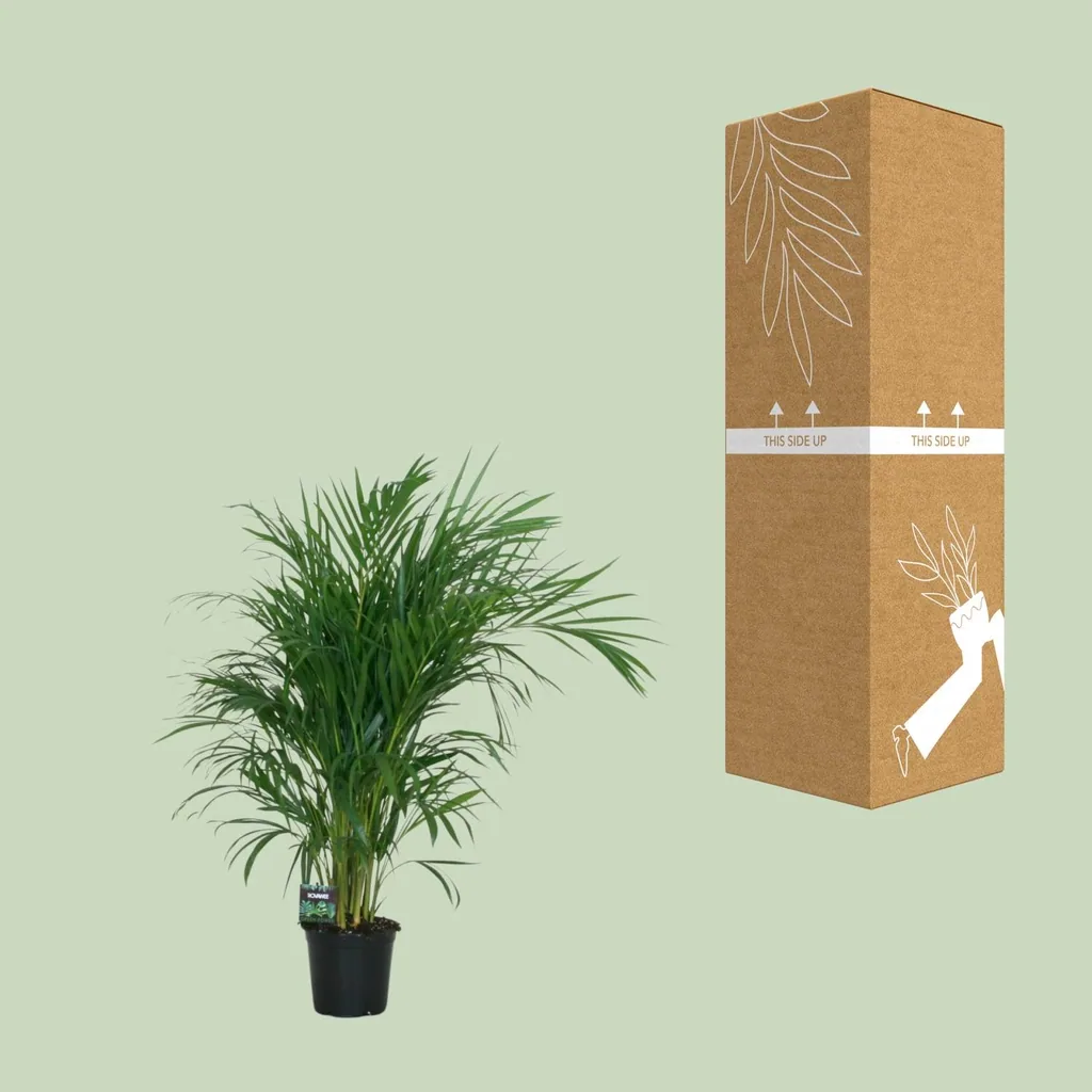 Goldfruchtpalme (Dypsis lutescens) – pflegeleichte Zimmerpflanze, Topf-Ø 19 cm, Höhe ca. 100 cm