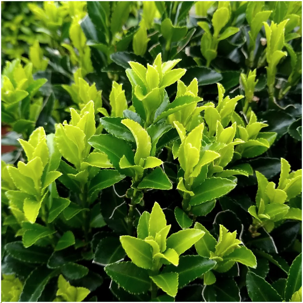 Spindelstrauch 'Green Spire' 12er-Set (Euonymus) – winterharter Strauch, Topf-Ø 7 cm, Höhe ca. 15 cm