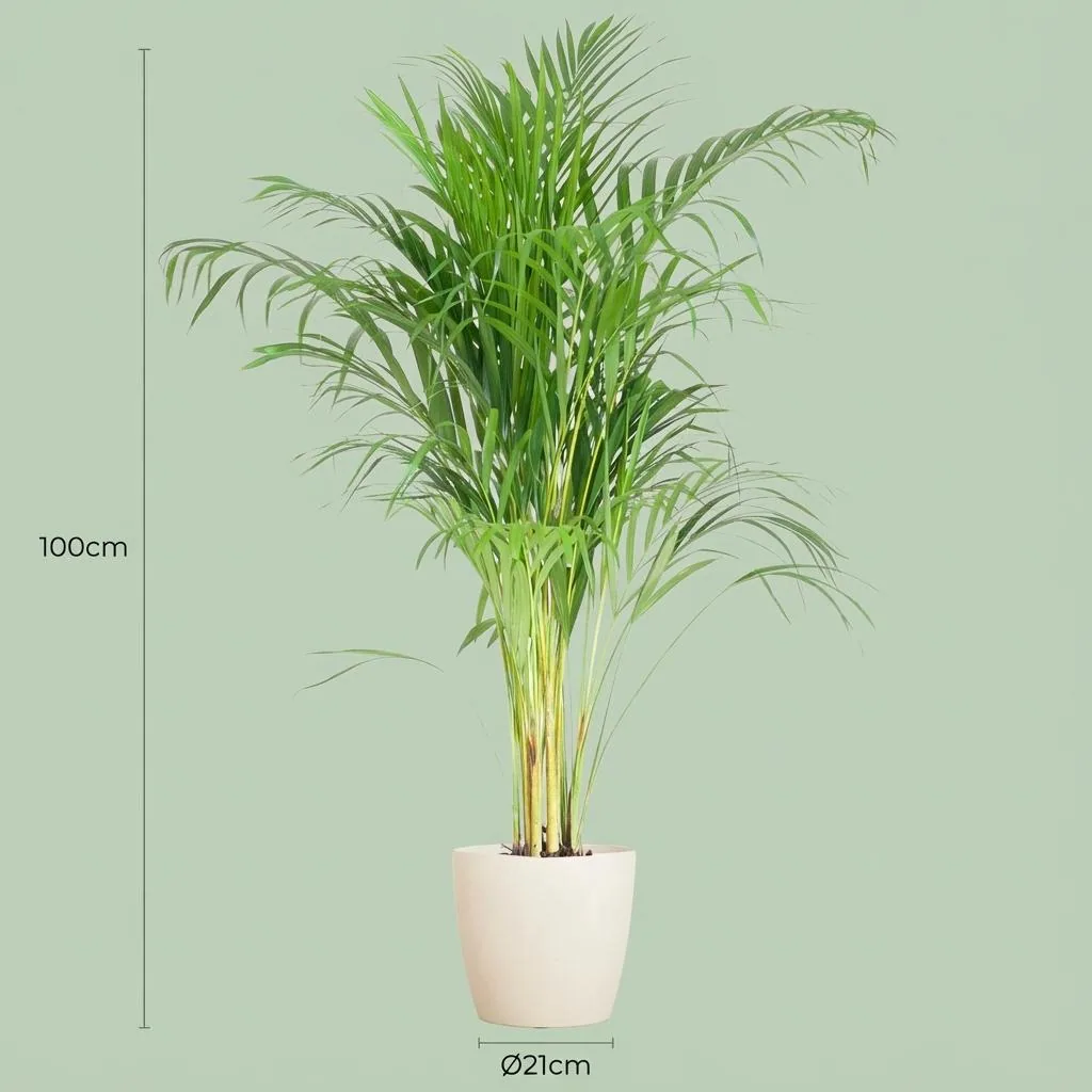 Goldfruchtpalme (Areca) – pflegeleichte Zimmerpflanze, Höhe ca. 100 cm
