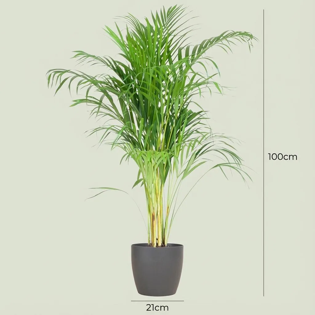 Goldfruchtpalme (Areca) – pflegeleichte Zimmerpflanze, Höhe ca. 100 cm