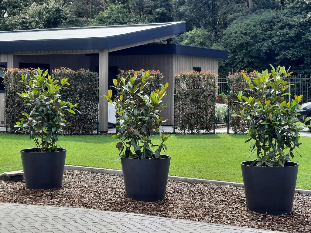 Glanzmispel 'Carré Rouge' (Photinia fraseri) – winterharter immergrüner Strauch, als Fertighecke, ca. 120 cm breit, Höhe ca. 180 cm