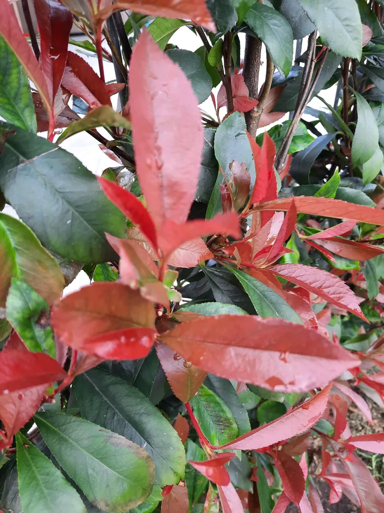 Glanzmispel 'Carré Rouge' (Photinia fraseri) – winterharter immergrüner Strauch, als Fertighecke, ca. 120 cm breit, Höhe ca. 180 cm