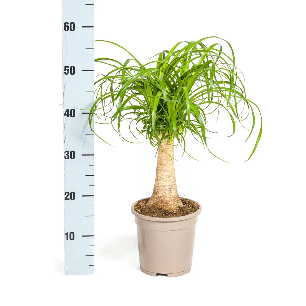 Elefantenfuß 'Stamm' (Beaucarnea recurvata) – pflegeleichte Zimmerpflanze, Topf-Ø 17 cm, Höhe ca. 40–60 cm