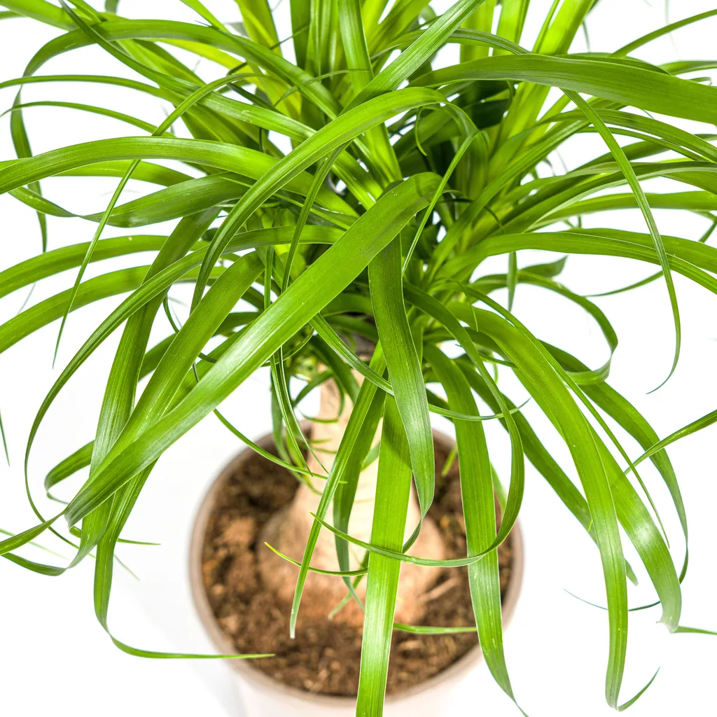 Elefantenfuß 'Stamm' (Beaucarnea recurvata) – pflegeleichte Zimmerpflanze, Topf-Ø 17 cm, Höhe ca. 40–60 cm