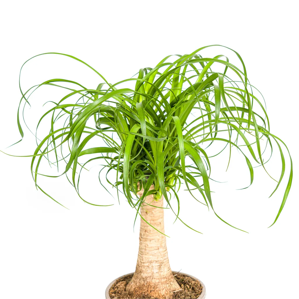 Elefantenfuß 'Stamm' (Beaucarnea recurvata) – pflegeleichte Zimmerpflanze, Topf-Ø 17 cm, Höhe ca. 40–60 cm