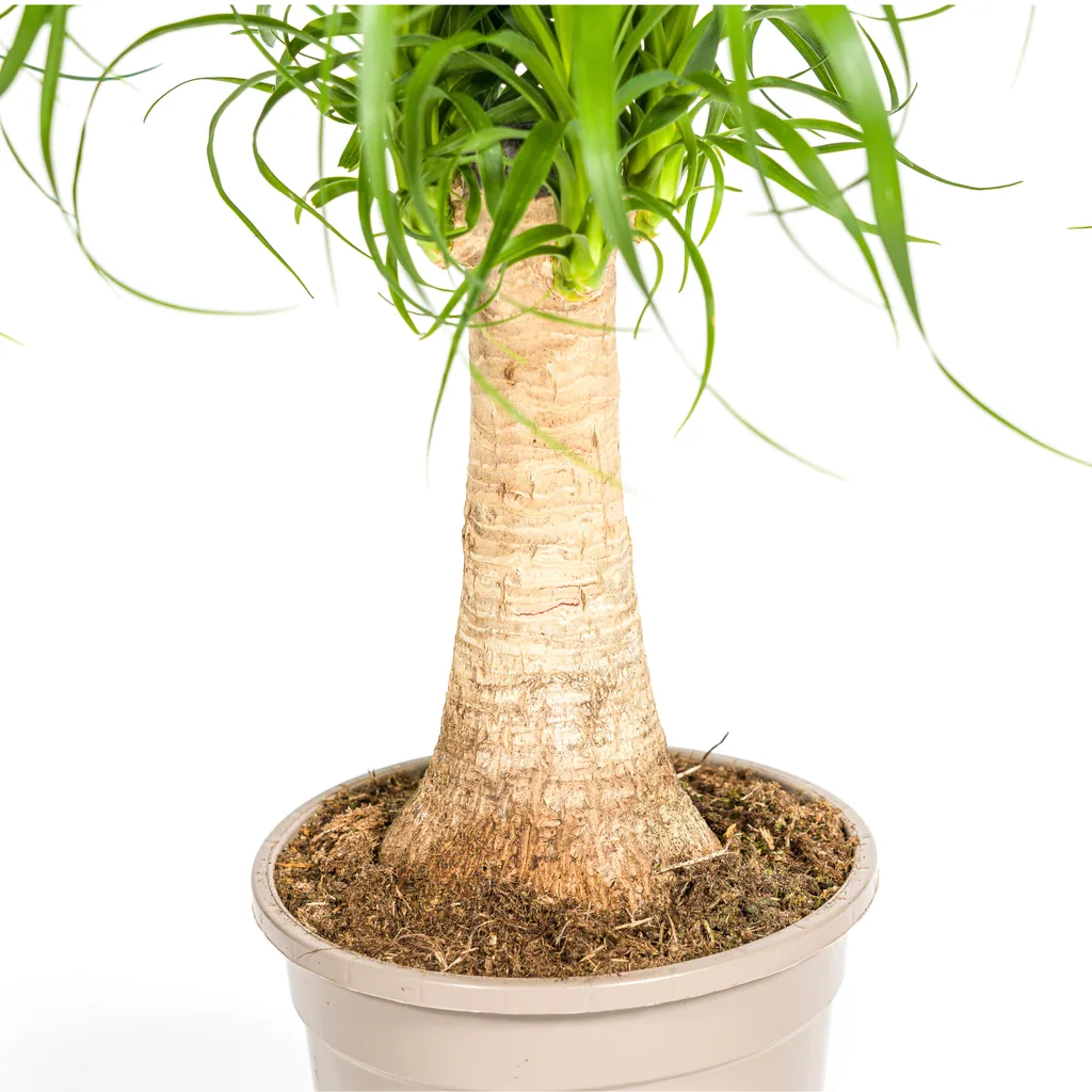 Elefantenfuß 'Stamm' (Beaucarnea recurvata) – pflegeleichte Zimmerpflanze, Topf-Ø 17 cm, Höhe ca. 40–60 cm