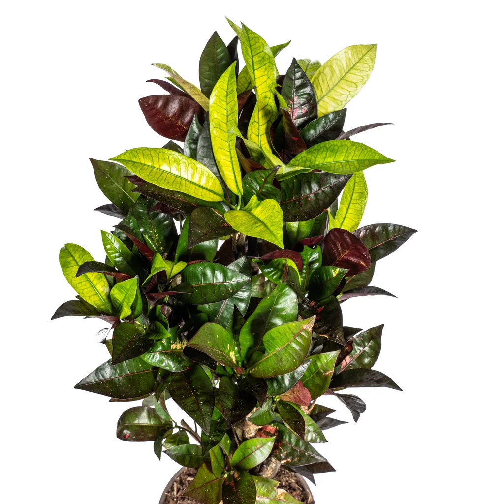 Kroton 'Iceton' (Codiaeum) – pflegeleichte Zimmerpflanze, Topf-Ø 21 cm, Höhe ca. 60–80 cm