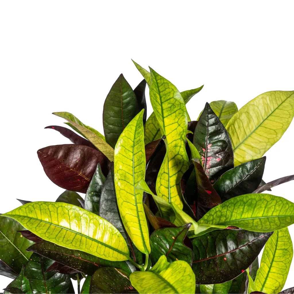 Kroton 'Iceton' (Codiaeum) – pflegeleichte Zimmerpflanze, Topf-Ø 21 cm, Höhe ca. 60–80 cm