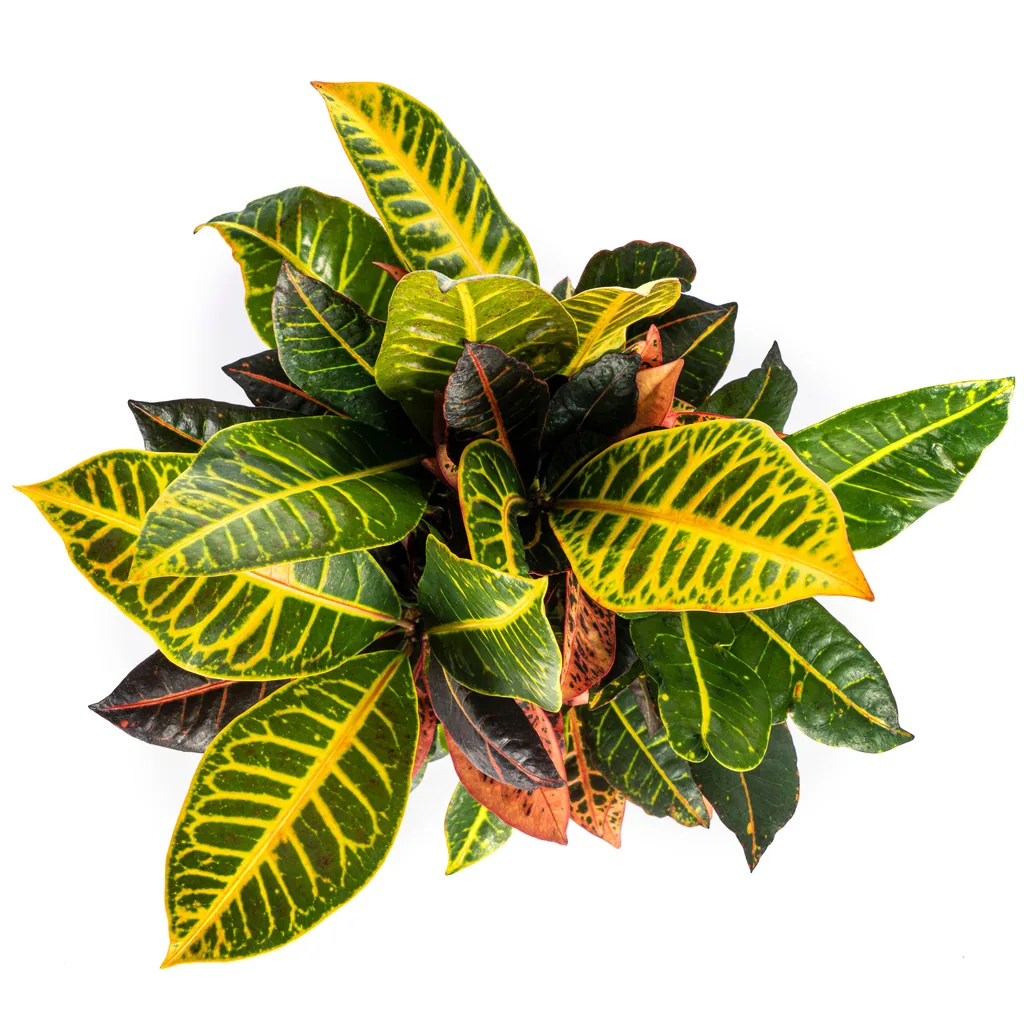 Kroton 'Petra' (Codiaeum) – pflegeleichte Zimmerpflanze, Topf-Ø 17 cm, Höhe ca. 40–60 cm