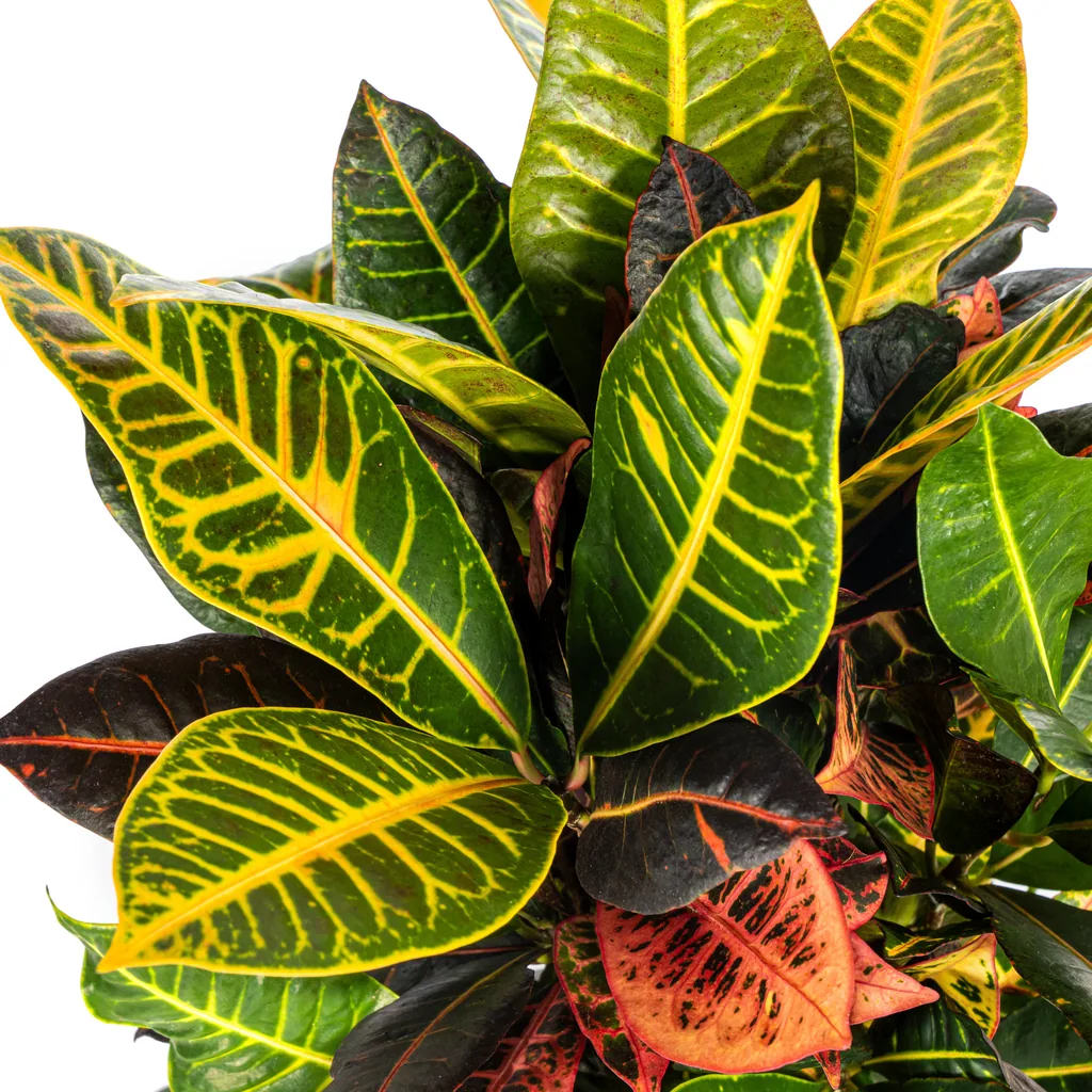 Kroton 'Petra' (Codiaeum) – pflegeleichte Zimmerpflanze, Topf-Ø 17 cm, Höhe ca. 40–60 cm