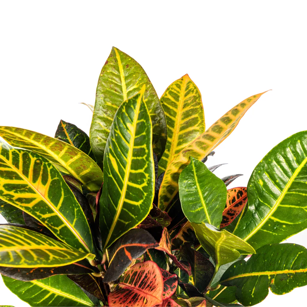 Kroton 'Petra' (Codiaeum) – pflegeleichte Zimmerpflanze, Topf-Ø 17 cm, Höhe ca. 40–60 cm
