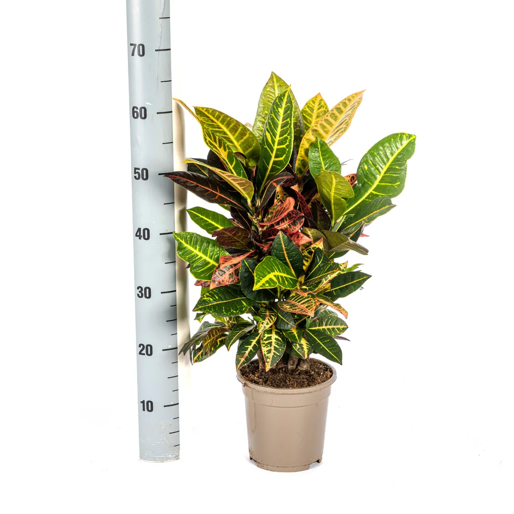 Kroton 'Petra' (Codiaeum) – pflegeleichte Zimmerpflanze, Topf-Ø 17 cm, Höhe ca. 40–60 cm