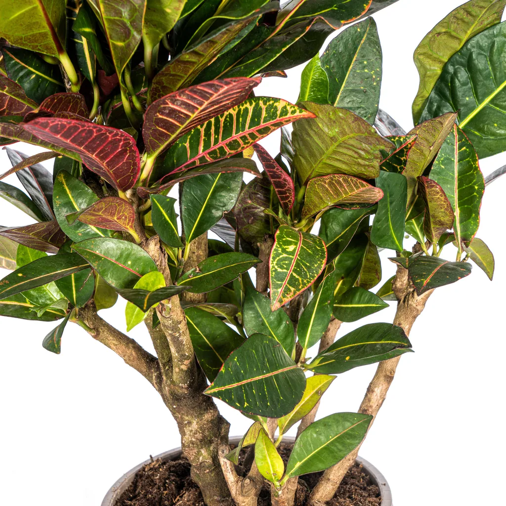 Kroton 'Petra' (Codiaeum) – pflegeleichte Zimmerpflanze, Topf-Ø 21 cm, Höhe ca. 60–80 cm