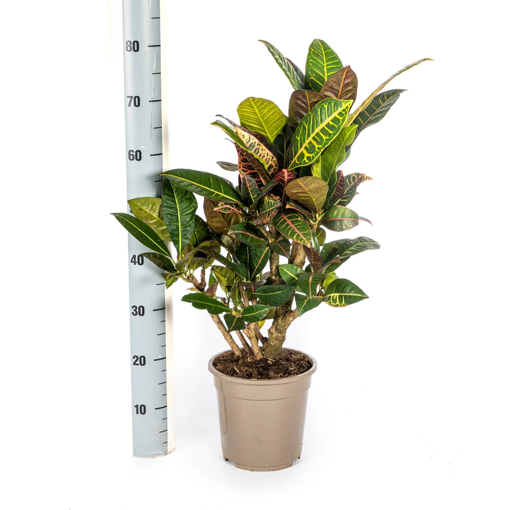 Kroton 'Petra' (Codiaeum) – pflegeleichte Zimmerpflanze, Topf-Ø 21 cm, Höhe ca. 60–80 cm
