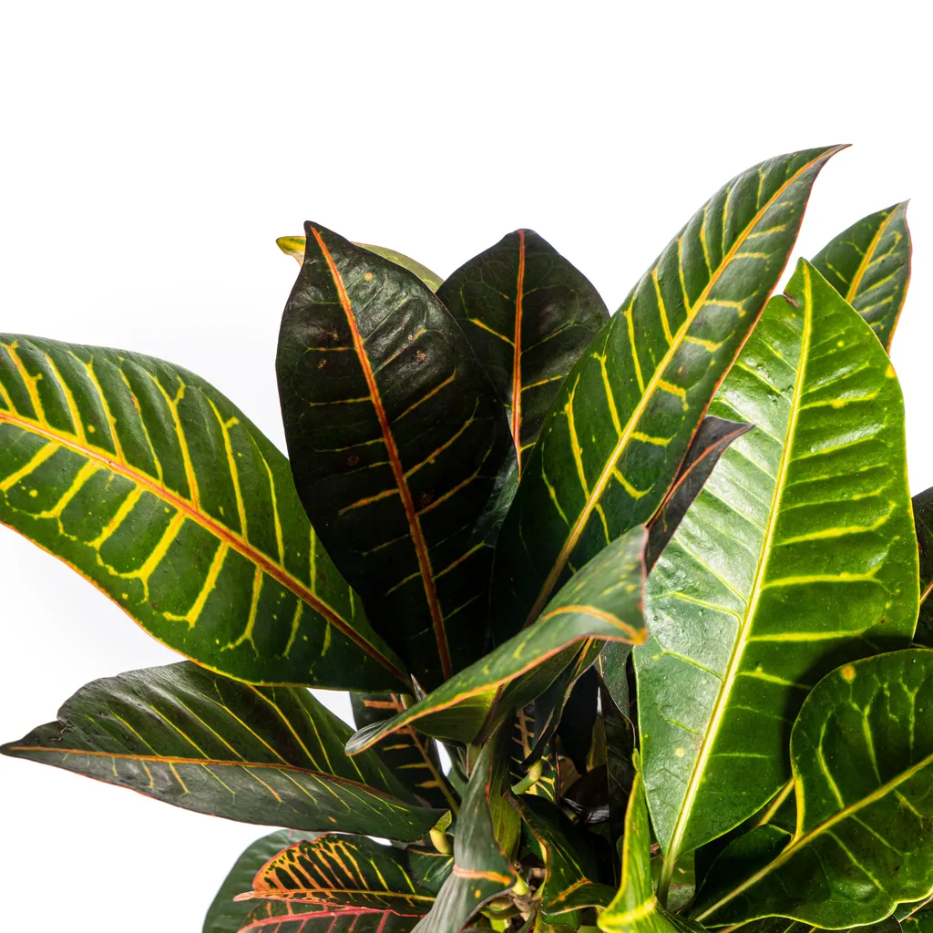 Kroton 'Petra' (Codiaeum) – pflegeleichte Zimmerpflanze, Topf-Ø 21 cm, Höhe ca. 60–80 cm
