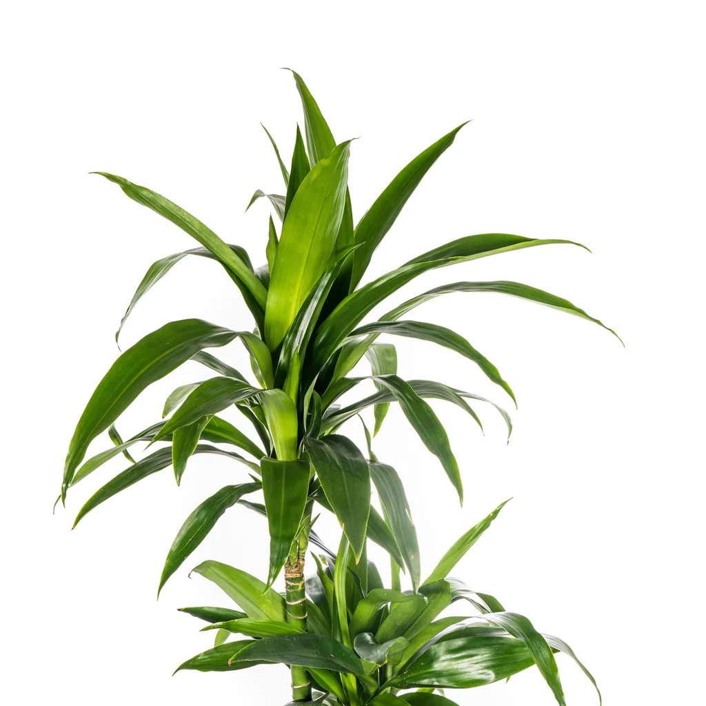 Drachenbaum 'Lisa' (Dracaena deremensis) – pflegeleichte Zimmerpflanze, Topf-Ø 24 cm, Höhe ca. 130–150 cm
