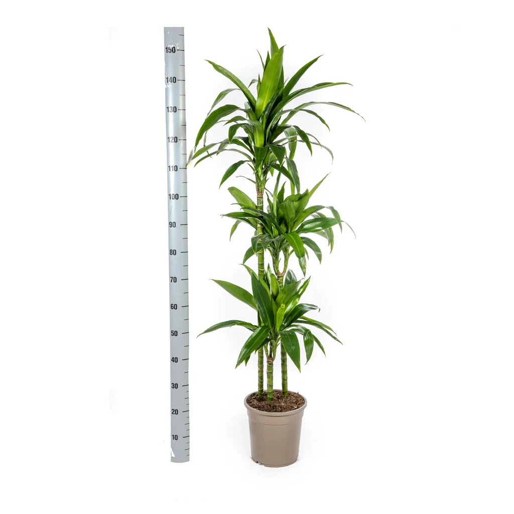 Drachenbaum 'Lisa' (Dracaena deremensis) – pflegeleichte Zimmerpflanze, Topf-Ø 24 cm, Höhe ca. 130–150 cm