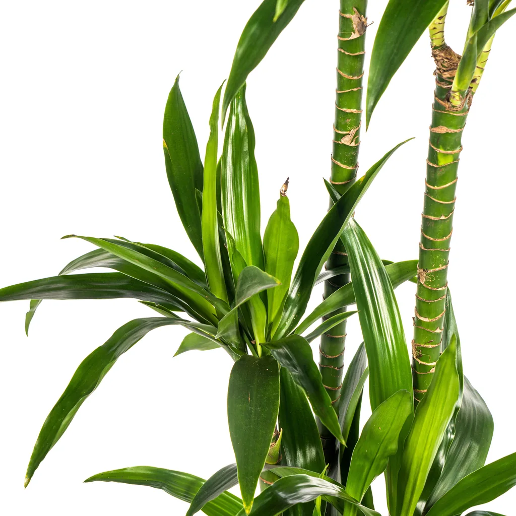 Drachenbaum 'Lisa' (Dracaena deremensis) – pflegeleichte Zimmerpflanze, Topf-Ø 24 cm, Höhe ca. 130–150 cm