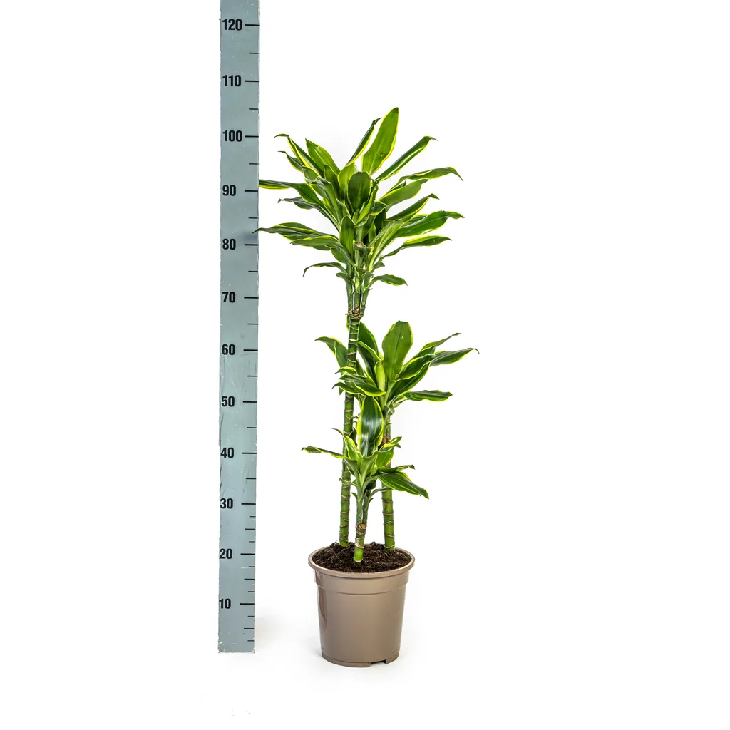 Drachenbaum 'Golden Coast' (Dracaena fragrans) – pflegeleichte Zimmerpflanze, Topf-Ø 21 cm, Höhe ca. 90–110 cm