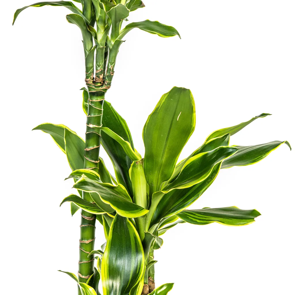 Drachenbaum 'Golden Coast' (Dracaena fragrans) – pflegeleichte Zimmerpflanze, Topf-Ø 21 cm, Höhe ca. 90–110 cm