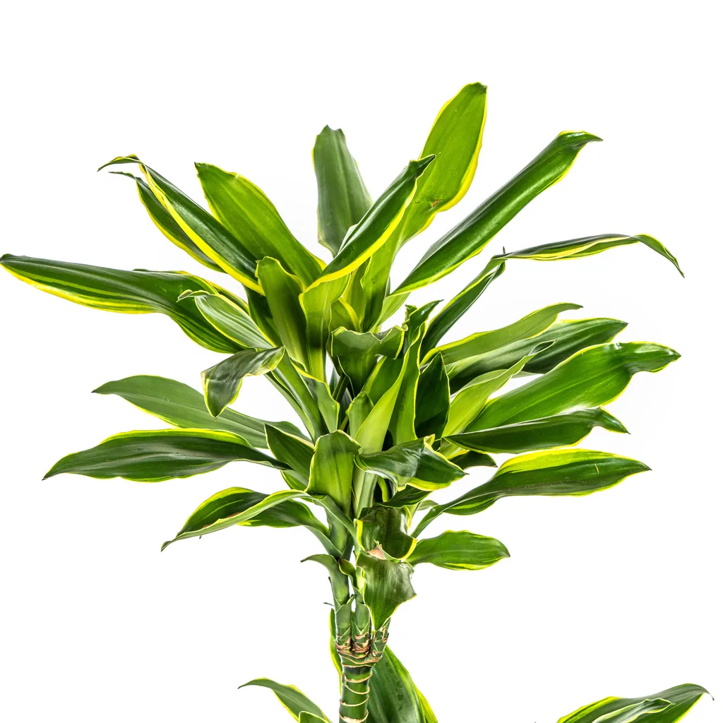 Drachenbaum 'Golden Coast' (Dracaena fragrans) – pflegeleichte Zimmerpflanze, Topf-Ø 21 cm, Höhe ca. 90–110 cm