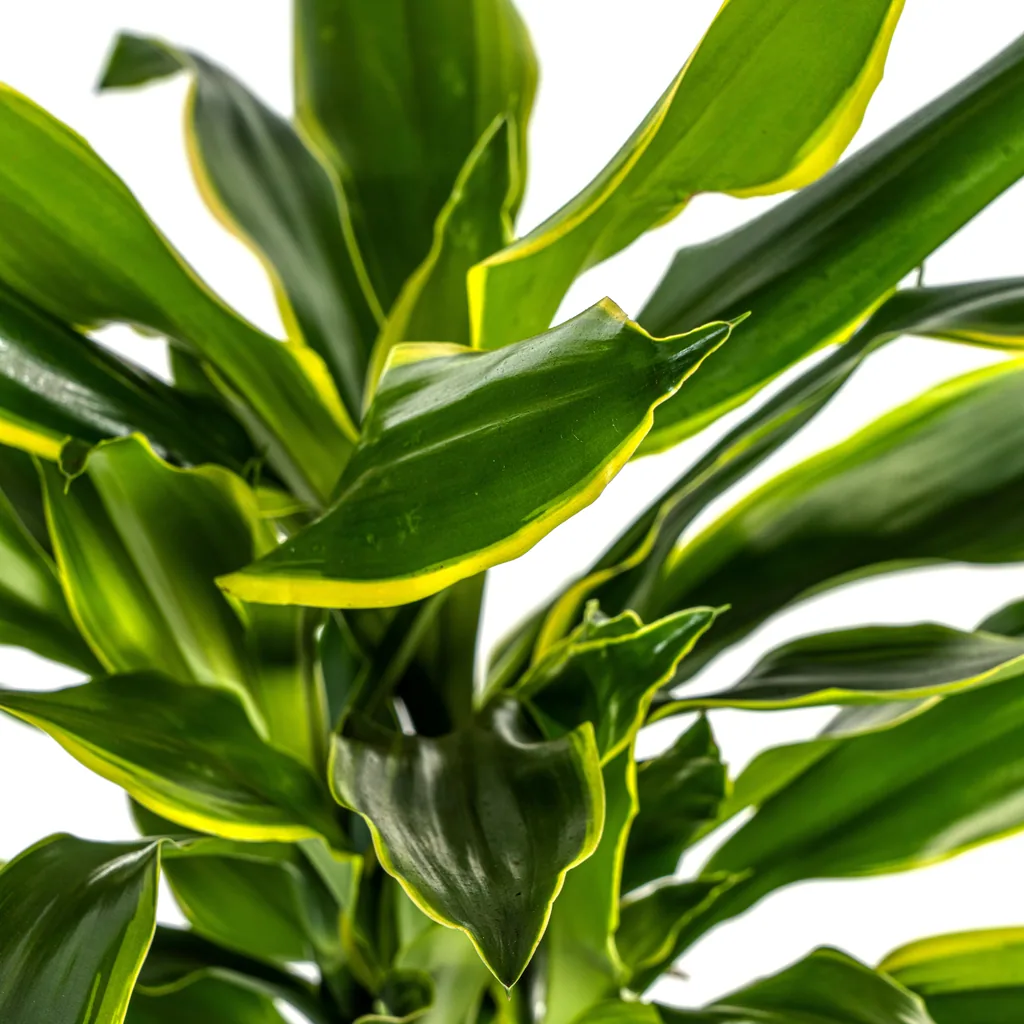 Drachenbaum 'Golden Coast' (Dracaena fragrans) – pflegeleichte Zimmerpflanze, Topf-Ø 21 cm, Höhe ca. 90–110 cm