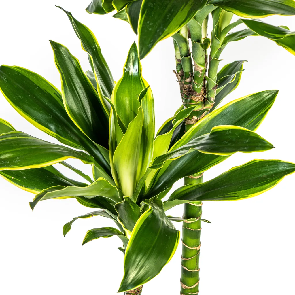 Drachenbaum 'Golden Coast' (Dracaena fragrans) – pflegeleichte Zimmerpflanze, Topf-Ø 24 cm, Höhe ca. 130–150 cm