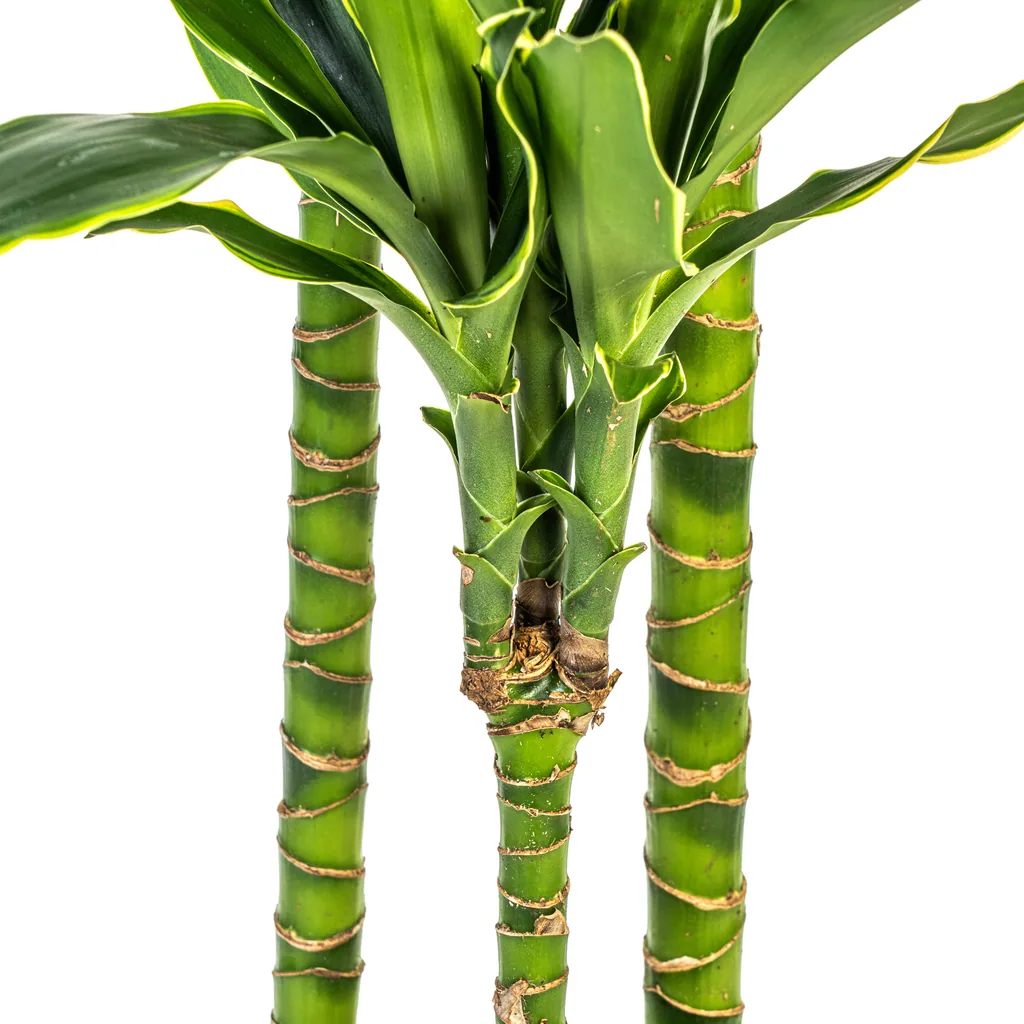 Drachenbaum 'Golden Coast' (Dracaena fragrans) – pflegeleichte Zimmerpflanze, Topf-Ø 24 cm, Höhe ca. 130–150 cm
