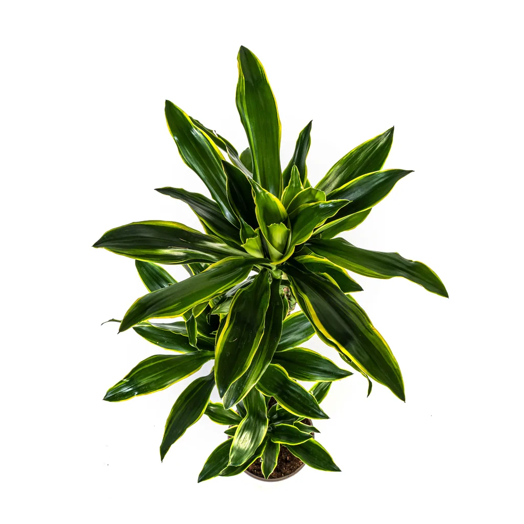 Drachenbaum 'Golden Coast' (Dracaena fragrans) – pflegeleichte Zimmerpflanze, Topf-Ø 24 cm, Höhe ca. 130–150 cm