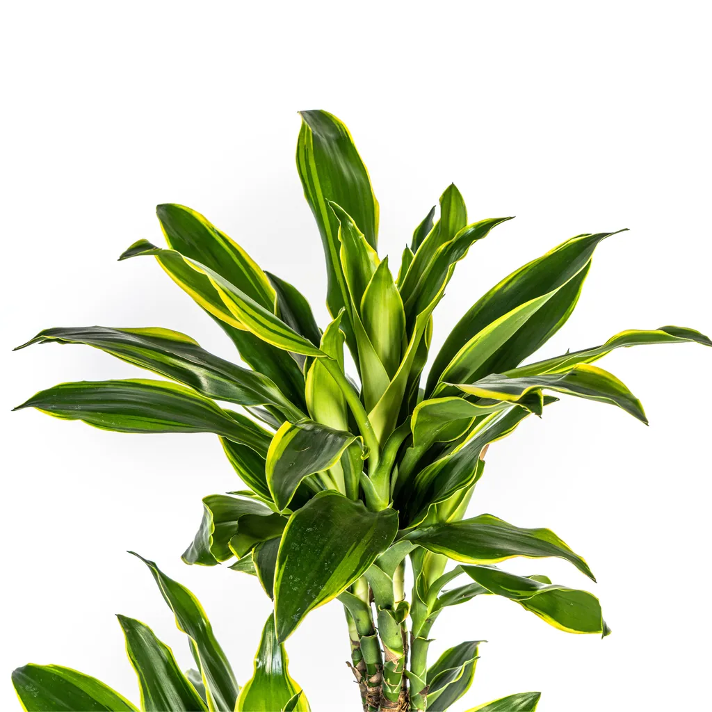 Drachenbaum 'Golden Coast' (Dracaena fragrans) – pflegeleichte Zimmerpflanze, Topf-Ø 24 cm, Höhe ca. 130–150 cm