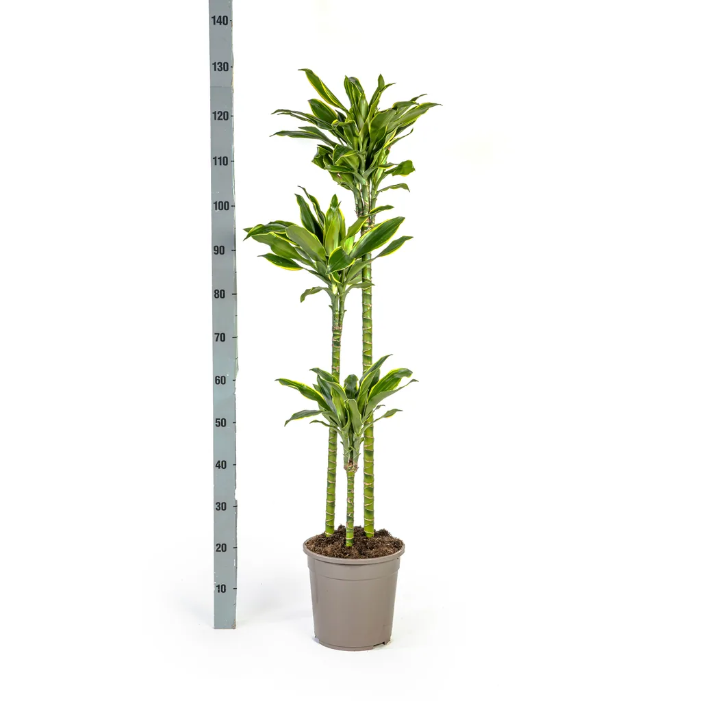 Drachenbaum 'Golden Coast' (Dracaena fragrans) – pflegeleichte Zimmerpflanze, Topf-Ø 24 cm, Höhe ca. 130–150 cm