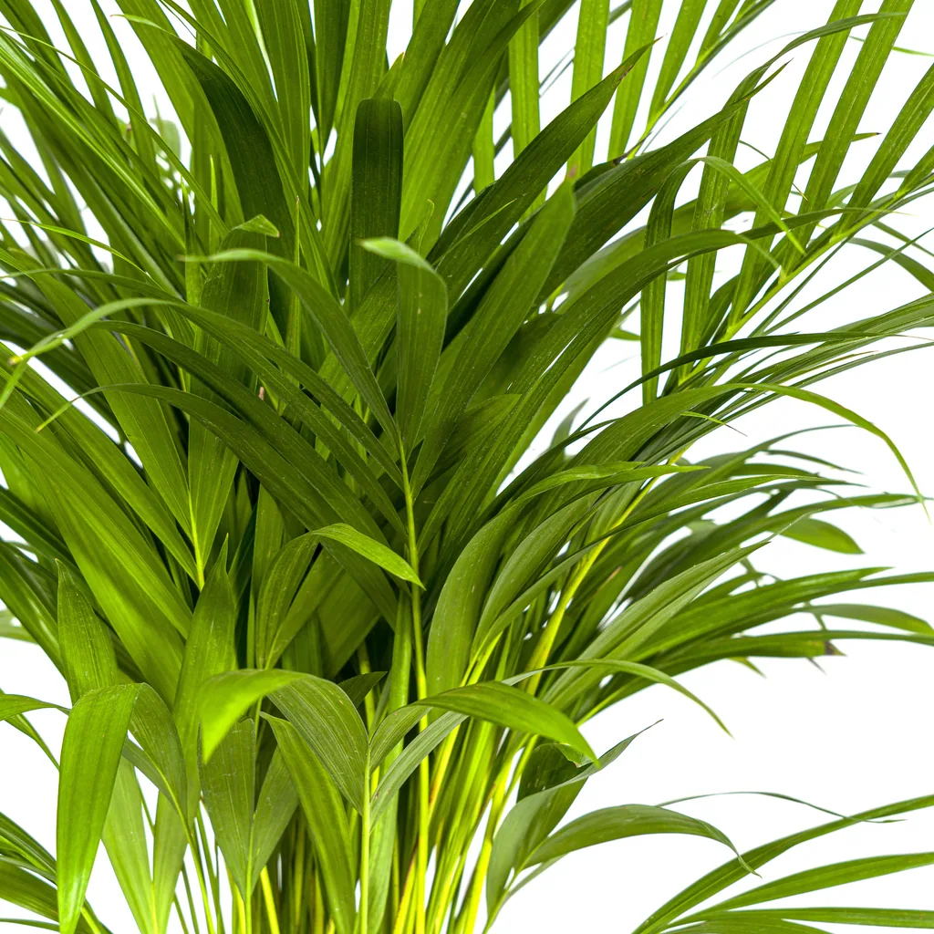 Goldfruchtpalme (Dypsis lutescens) – pflegeleichte Zimmerpflanze, Topf-Ø 19 cm, Höhe ca. 80–100 cm