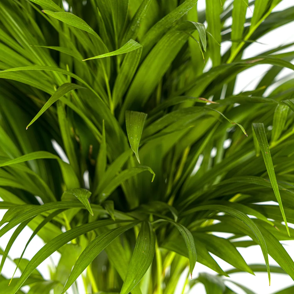 Goldfruchtpalme (Dypsis lutescens) – pflegeleichte Zimmerpflanze, Topf-Ø 19 cm, Höhe ca. 80–100 cm
