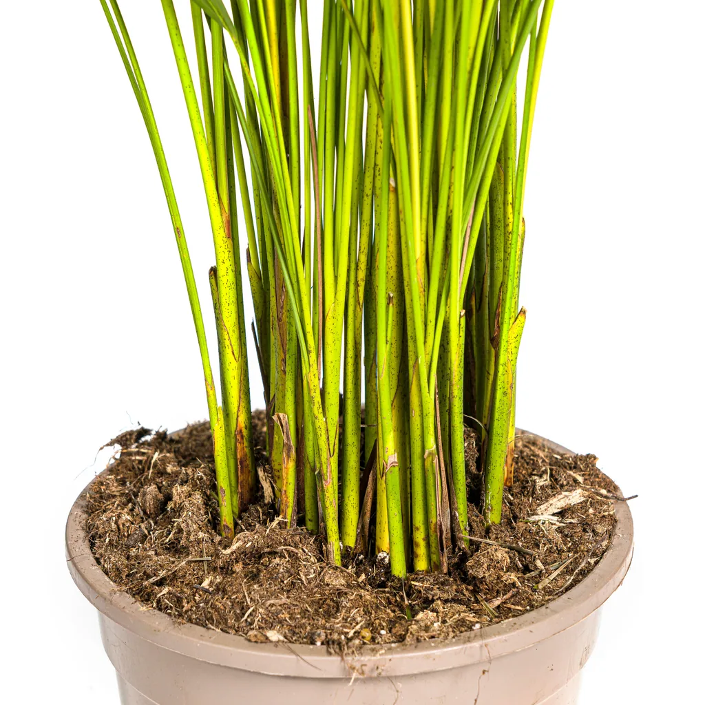 Goldfruchtpalme (Dypsis lutescens) – pflegeleichte Zimmerpflanze, Topf-Ø 21 cm, Höhe ca. 100–120 cm