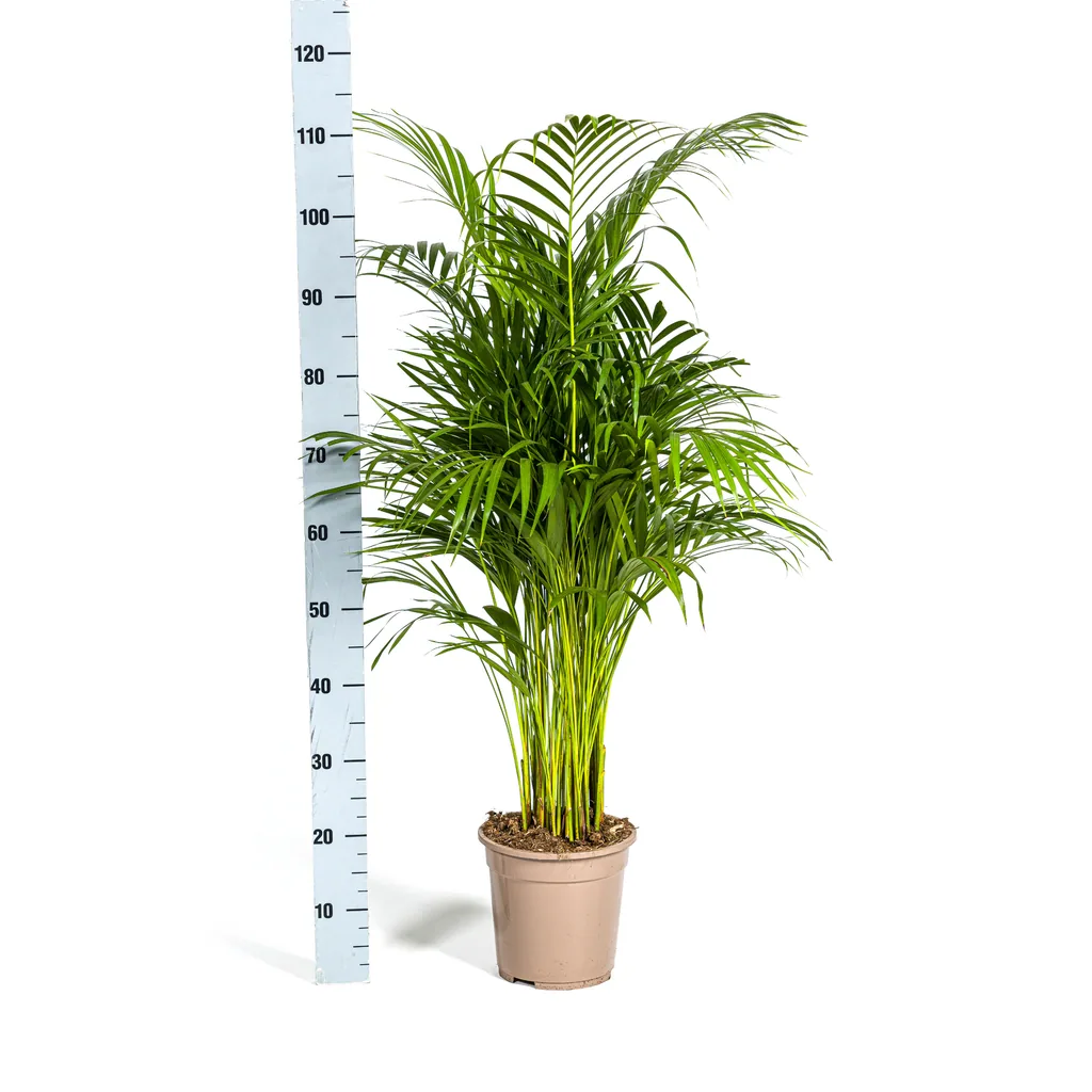 Goldfruchtpalme (Dypsis lutescens) – pflegeleichte Zimmerpflanze, Topf-Ø 21 cm, Höhe ca. 100–120 cm