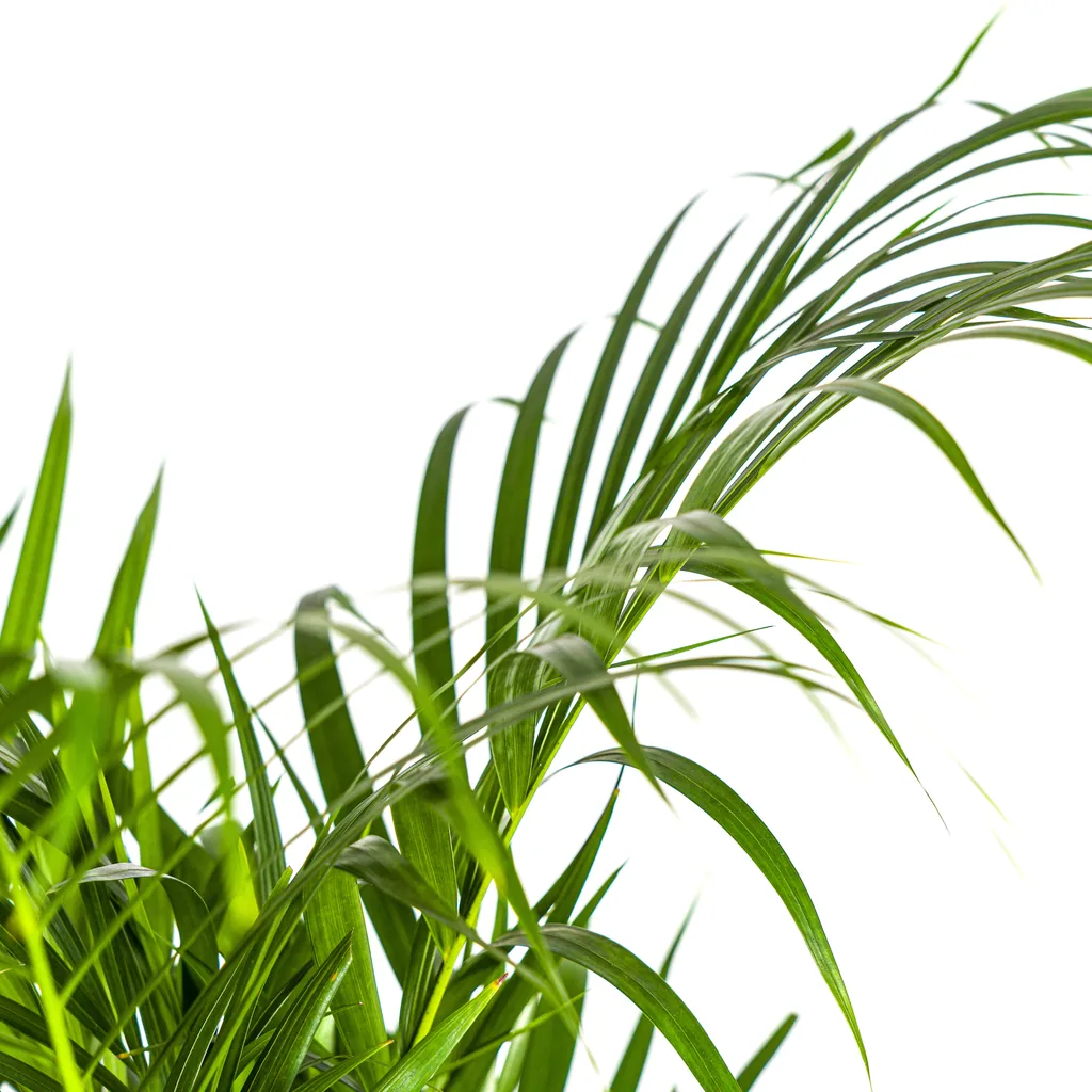 Goldfruchtpalme (Dypsis lutescens) – pflegeleichte Zimmerpflanze, Topf-Ø 21 cm, Höhe ca. 100–120 cm