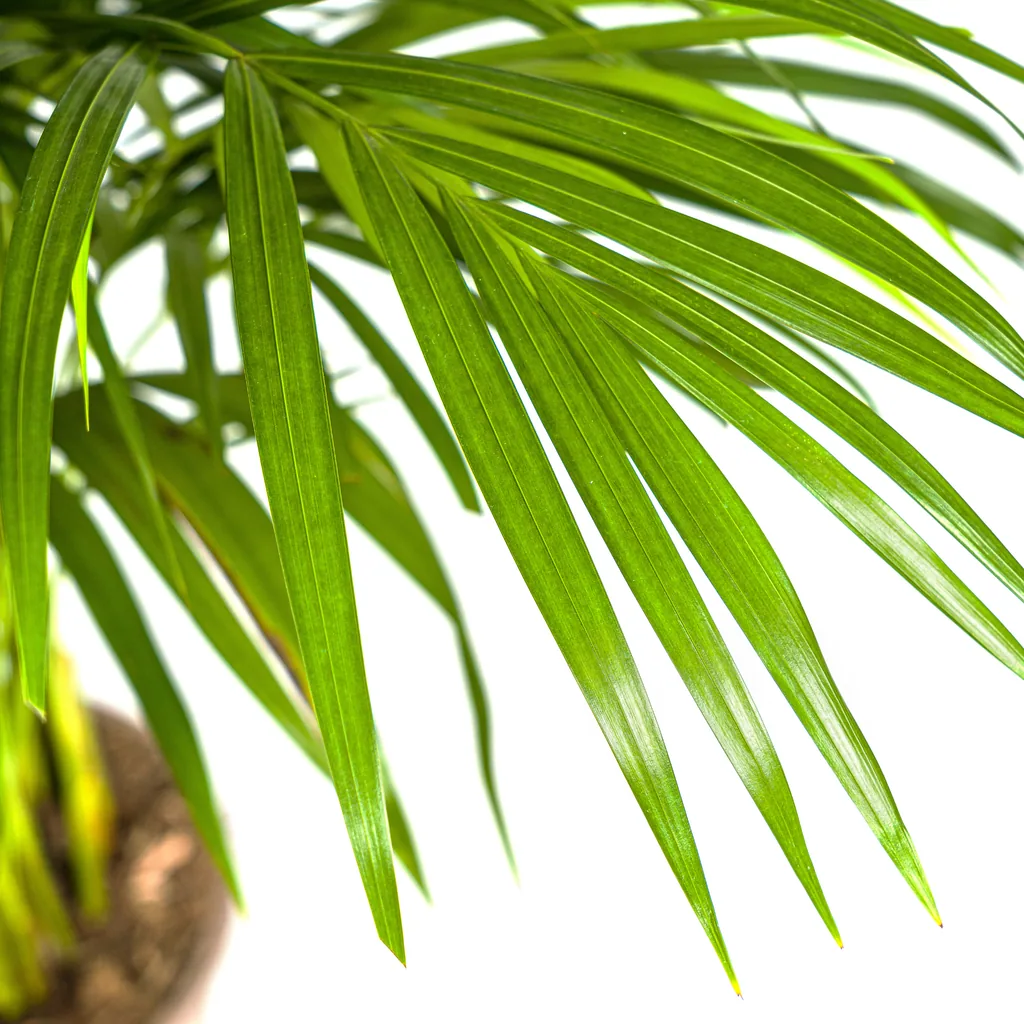 Goldfruchtpalme (Dypsis lutescens) – pflegeleichte Zimmerpflanze, Topf-Ø 21 cm, Höhe ca. 100–120 cm