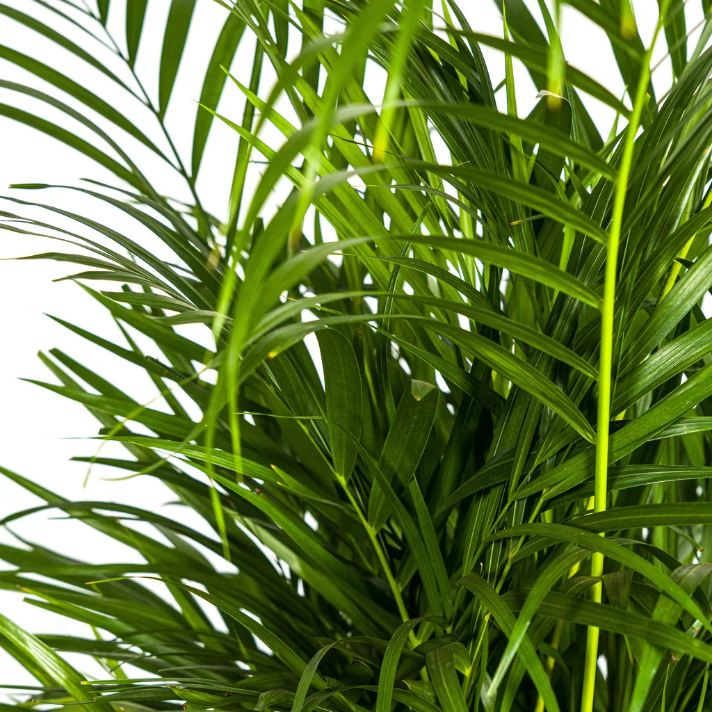 Goldfruchtpalme (Dypsis lutescens) – pflegeleichte Zimmerpflanze, Topf-Ø 21 cm, Höhe ca. 100–120 cm