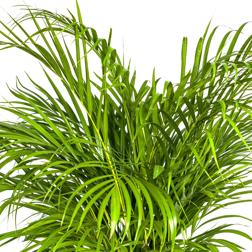 Goldfruchtpalme (Dypsis lutescens) – pflegeleichte Zimmerpflanze, Topf-Ø 24 cm, Höhe ca. 120–140 cm