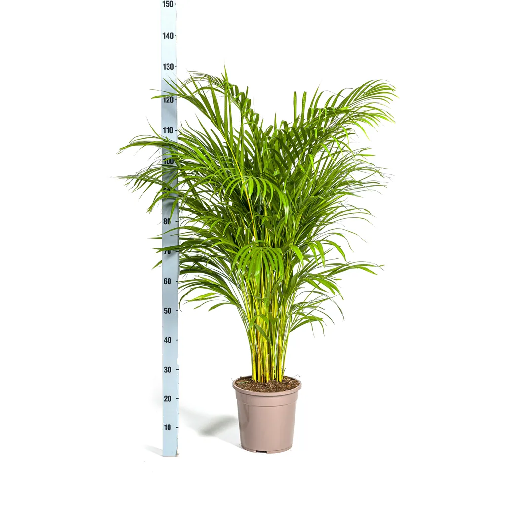 Goldfruchtpalme (Dypsis lutescens) – pflegeleichte Zimmerpflanze, Topf-Ø 24 cm, Höhe ca. 120–140 cm