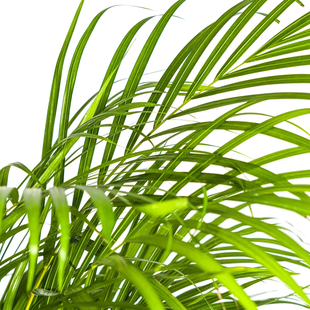 Goldfruchtpalme (Dypsis lutescens) – pflegeleichte Zimmerpflanze, Topf-Ø 24 cm, Höhe ca. 120–140 cm