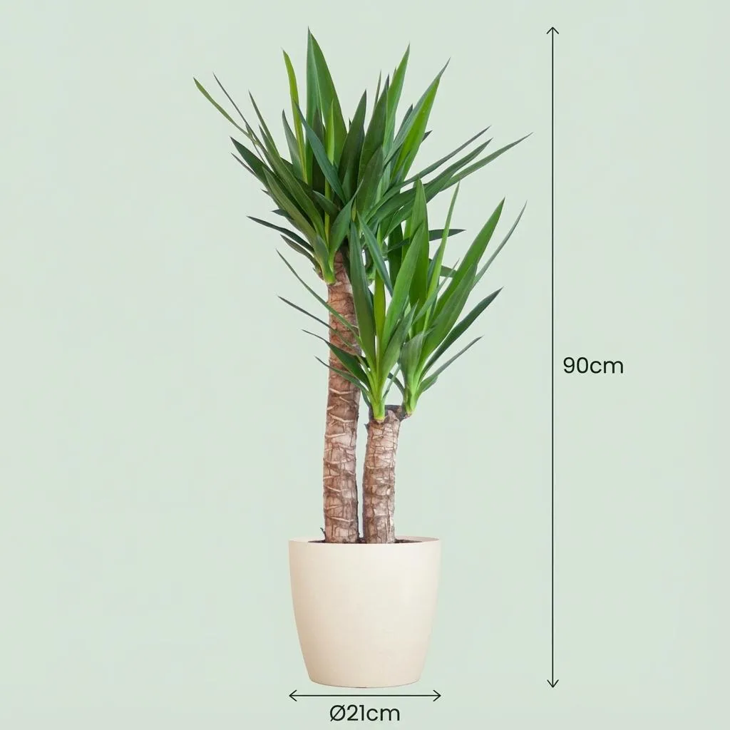 Yucca-Palme (Yucca elephantipes) – pflegeleichte Zimmerpflanze, Höhe ca. 90 cm